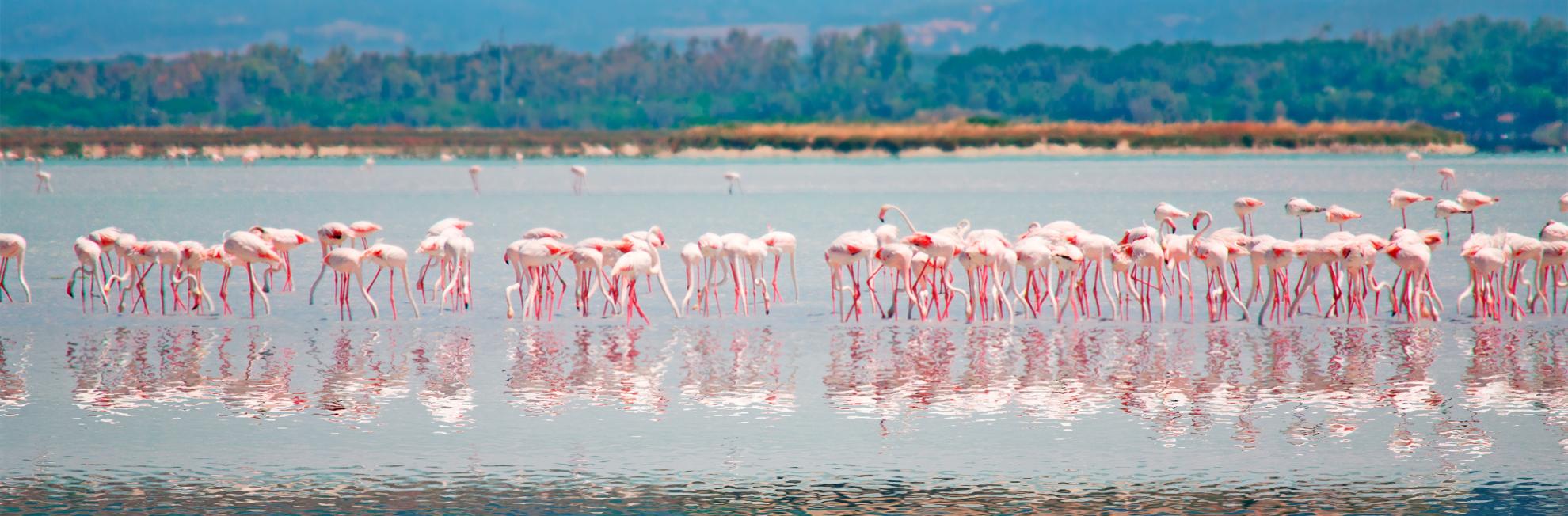 Fewnicotteri rosa_ Oristano di G.Maltinti